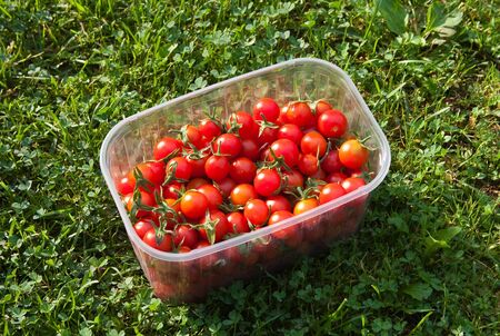 red freshly picked tomatoesの写真素材