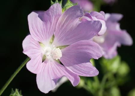 Beautiful lavatera flowers ( growing wild mallow)の写真素材