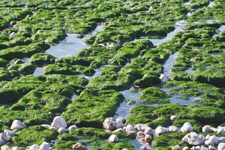 The seabed at low tide in Etretat  France  Normandy