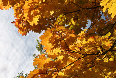 Beautiful autumn tree  leaves over blue  sky