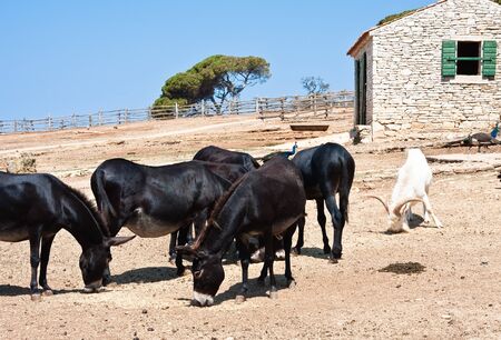 Safari Park  Brijuni National Park  Croatiaの写真素材
