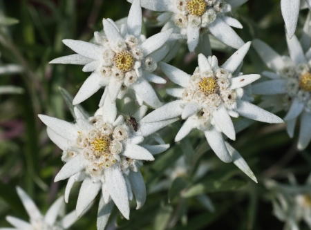 Edelweiss flowers  Shallow depth of fieldの写真素材