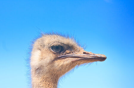 Ostrich head on blue sky backgroundの写真素材