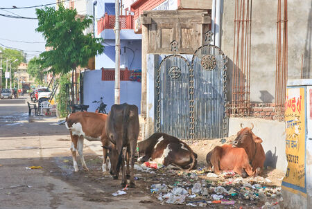 Cows looking for food on the streets of Jodhpur, Indiaのeditorial素材
