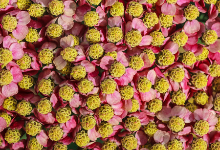 Pink inflorescence herb(Achillea millefolium)as background