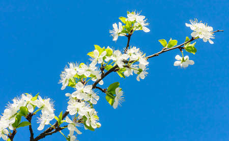 Flowering plum branch against the blue sky