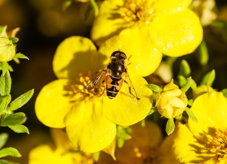 Eristalis on a flower Dasiphora fruticosa (Potentilla fruticosa). Shallow depth of fieldの写真素材