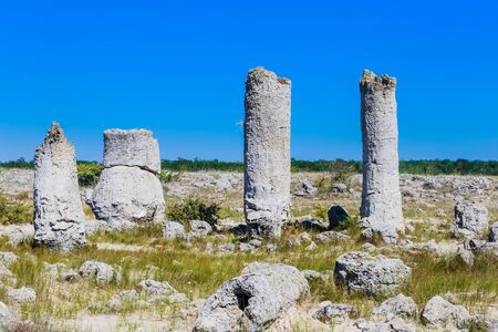 The natural phenomenon Pobiti Kamani, known as The Stone Forest and Dikilitash, natural landmark in a sacred  place near Varna, Bulgariaの写真素材