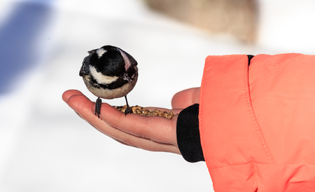 Hand feeding a black-capped chickadee sunflower seedsの写真素材