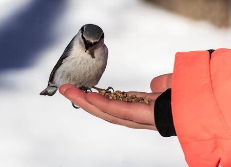 Nuthatch Eating From a Human Handの写真素材
