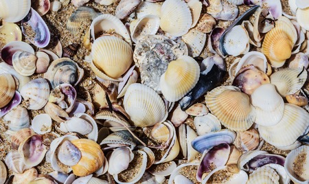 View of sea shells. Sea shoreの写真素材