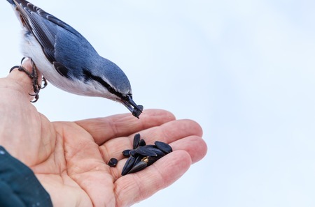 Nuthatch Eating From a Human Handの写真素材