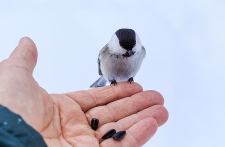 Hand feeding a black-capped chickadee sunflower seedsの写真素材