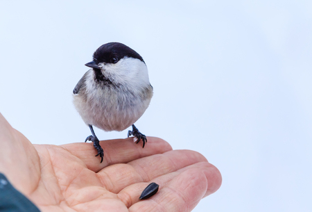 Hand feeding a black-capped chickadee sunflower seedsの写真素材