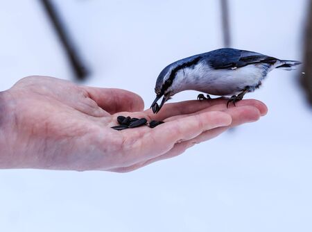 Nuthatch Eating From a Human Handの写真素材