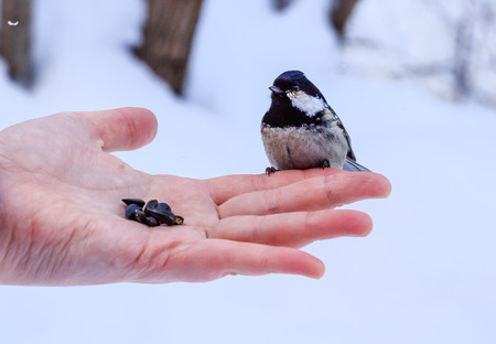 Hand feeding a black-capped chickadee sunflower seedsの写真素材