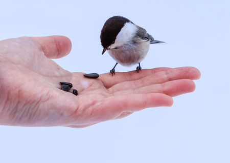 Hand feeding a black-capped chickadee sunflower seedsの写真素材