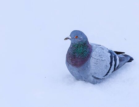 Pigeon in the snowの写真素材