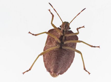 Brown bug. Bottom view through glassの写真素材
