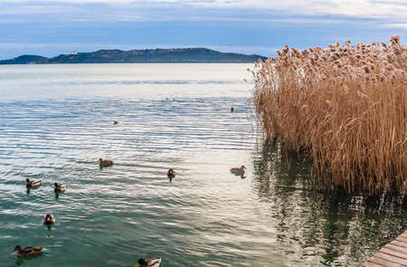 Ducks in Lake Balaton with village Tihanyin background, Bbalatonfured, Hungaryの写真素材