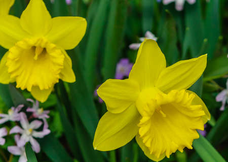 Daffodils of the Marieke variety. Aptekarskiy Ogorod (branch of the Botanical Garden of Moscow State University), Moscow.の写真素材