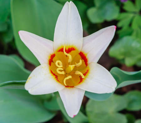 Narcissus. Pharmaceutical Garden (branch of the Moscow State University Botanical Garden), Moscowの写真素材