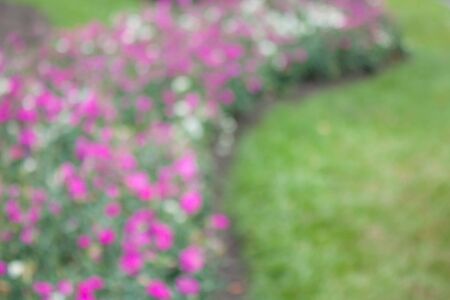 Bright green and pink blur bokeh abstract light flora background.の写真素材