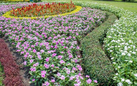 Flower garden in north of Thailandの写真素材