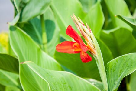 red canna flower close upの写真素材