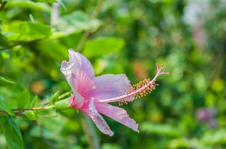 Pink hibiscusの写真素材