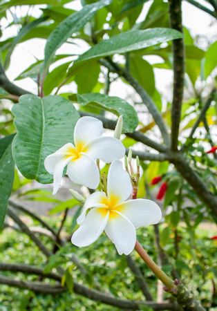 Close up of frangipani flower or Leelawadee flowerの写真素材