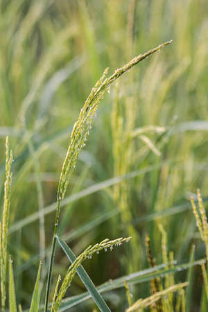 Rice,Green,Bokeh