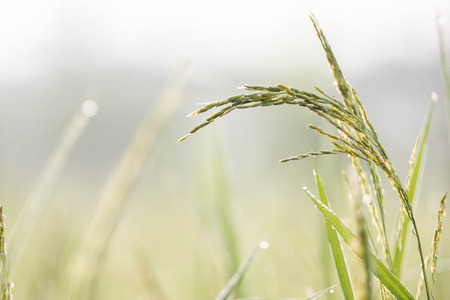 Rice,Green,Bokehの写真素材