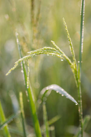 Rice,Green,Bokehの写真素材