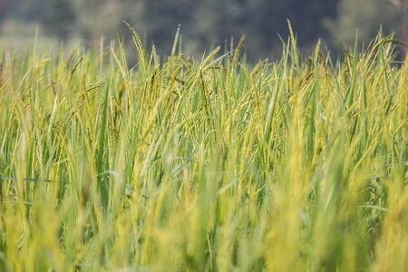 Rice,Greenの写真素材