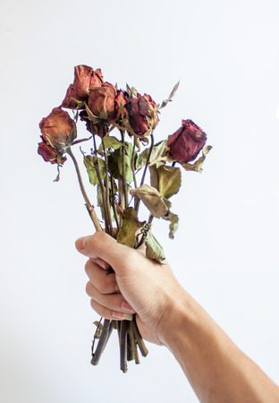 withered rose on hand white blackgroundの写真素材