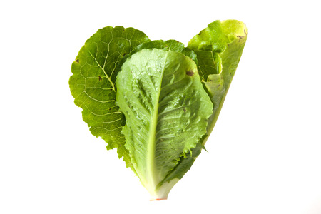 Salad leaf. Lettuce isolatedの写真素材
