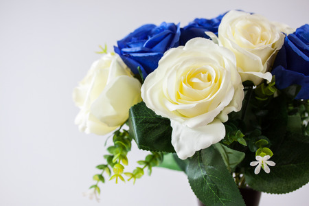background of blue and white fresh rose flowers close upの写真素材