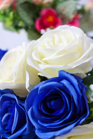 background of blue and white fresh rose flowers close upの写真素材