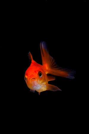 Goldfish in black backgroundの写真素材