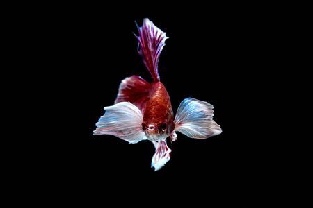 Capture the moving moment of white siamese fighting fish isolated on black background. Betta fishの写真素材