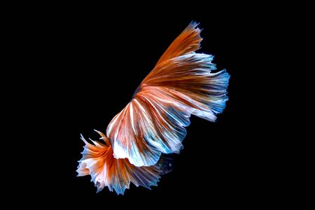 fighting fish isolated on black background. Betta fish
