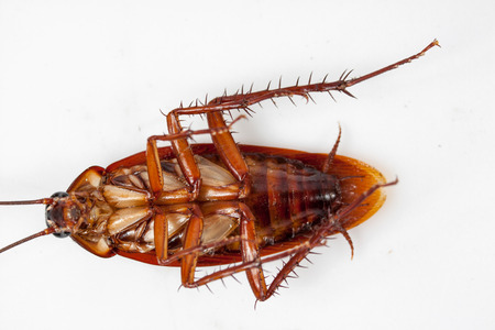 Dead cockroaches white backgroundの写真素材