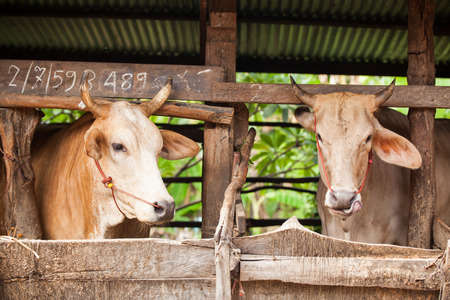 cows feeding hay in the farmの写真素材