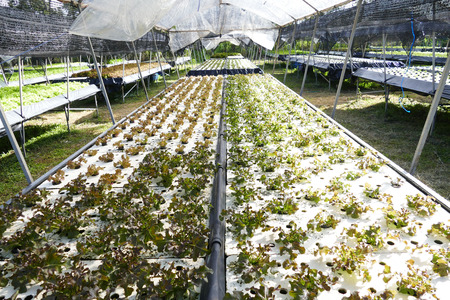 Organic vegetable farmsの写真素材