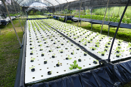 Lettuce growing in greenhouse. Hydroponic vegetablesの写真素材