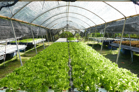 Organic vegetable farmsの写真素材