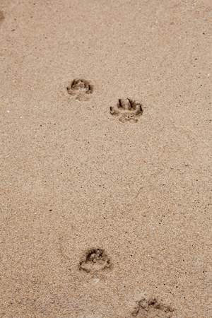 Dog footprints in the sandの写真素材