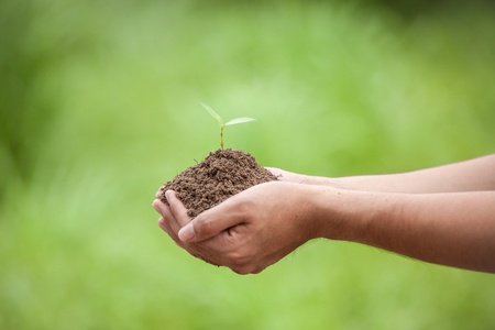 hand holding tree on nature field grass Forest conservation concept,save the word conceptの写真素材