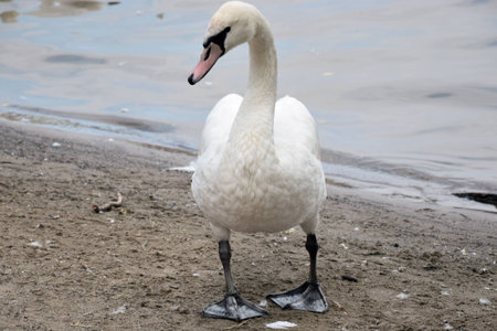 Swan の写真素材